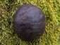 Szenes gömbgomba (Daldinia concentrica), Csokonyavisonta